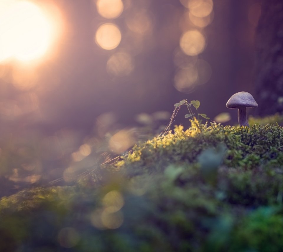 Обои природа, растения, макро, осень, грибы, гриб, мох, боке, nature, plants, macro, autumn, mushrooms, mushroom, moss, bokeh разрешение 2560x1515 Загрузить