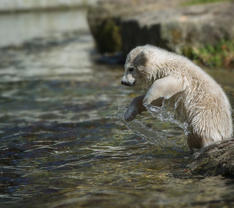 Обои вода, камни, животное, белый медведь, детеныш, медвежонок, умка, anja ellinger, water, stones, animal, polar bear, cub, bear, umka разрешение 2048x1365 Загрузить