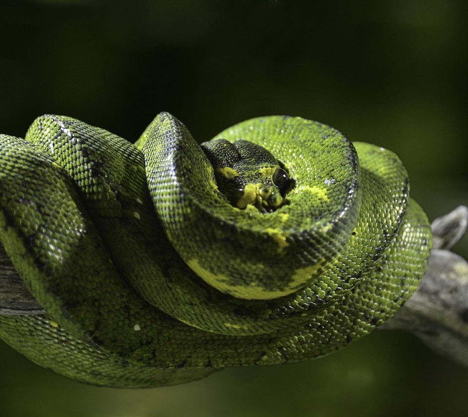 Обои природа, змея, питон, рептилия, пресмыкающиеся, зеленый питон, древесный питон, nature, snake, python, reptile, reptiles разрешение 2000x1318 Загрузить