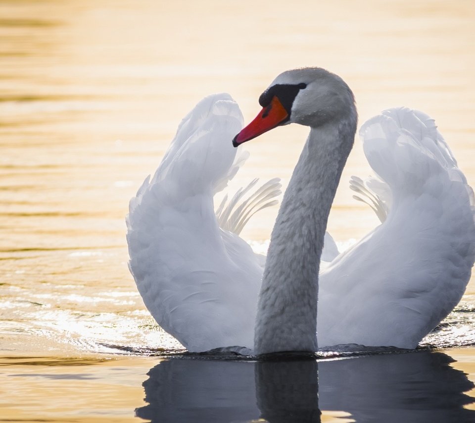 Обои вода, крылья, птица, лебедь, шея, water, wings, bird, swan, neck разрешение 1920x1080 Загрузить