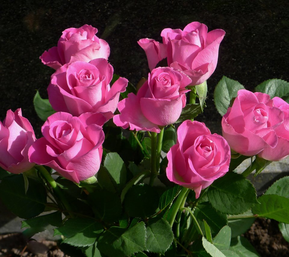 Обои цветы, бутоны, розы, лепестки, букет, розовые, flowers, buds, roses, petals, bouquet, pink разрешение 3264x2352 Загрузить