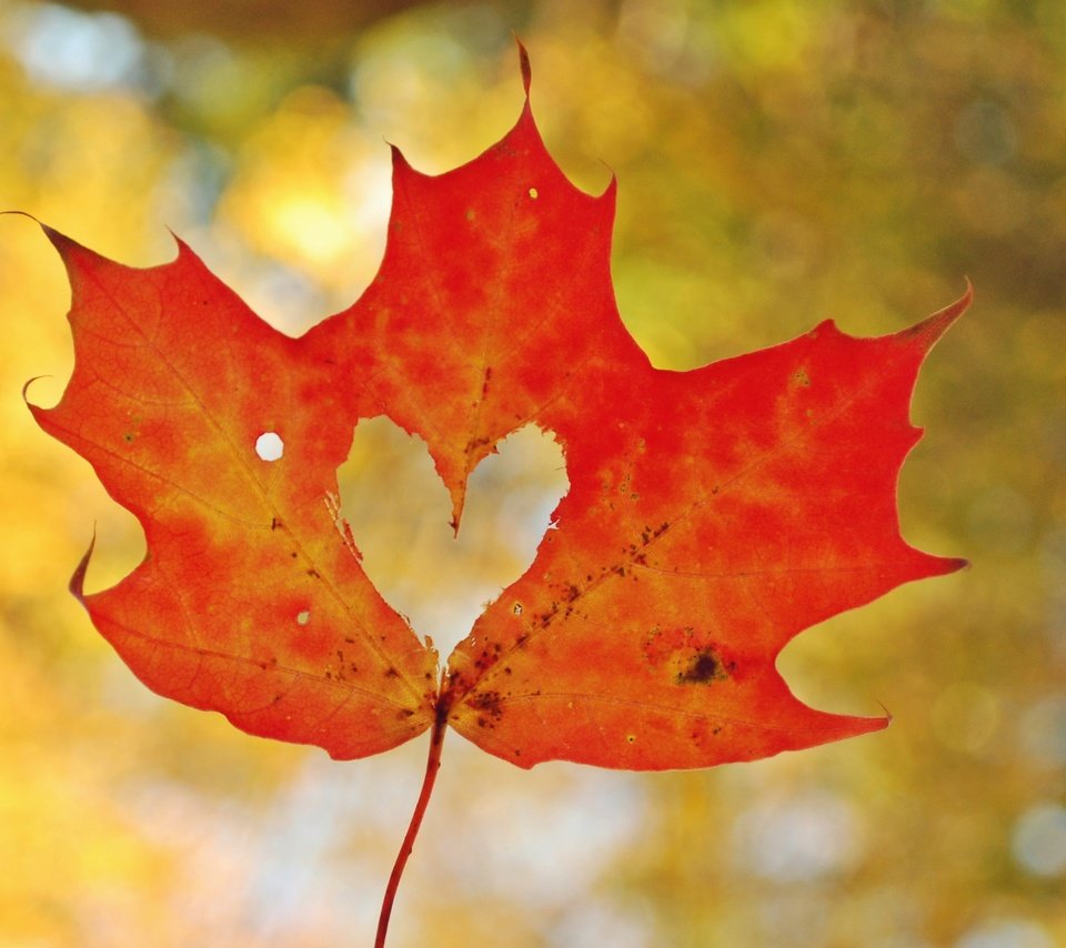 Обои осень, лист, сердце, любовь, кленовый лист, боке, autumn, sheet, heart, love, maple leaf, bokeh разрешение 2830x2081 Загрузить