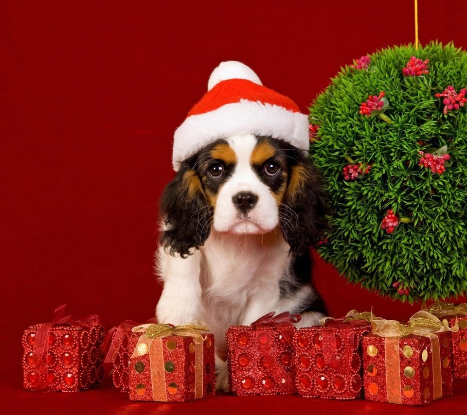 Обои мордочка, взгляд, подарки, собака, щенок, праздник, 2018, красный фон, кавалер-кинг-чарльз-спаниель, cavalier-king-charles-spaniel, muzzle, look, gifts, dog, puppy, holiday, red background разрешение 1920x1080 Загрузить
