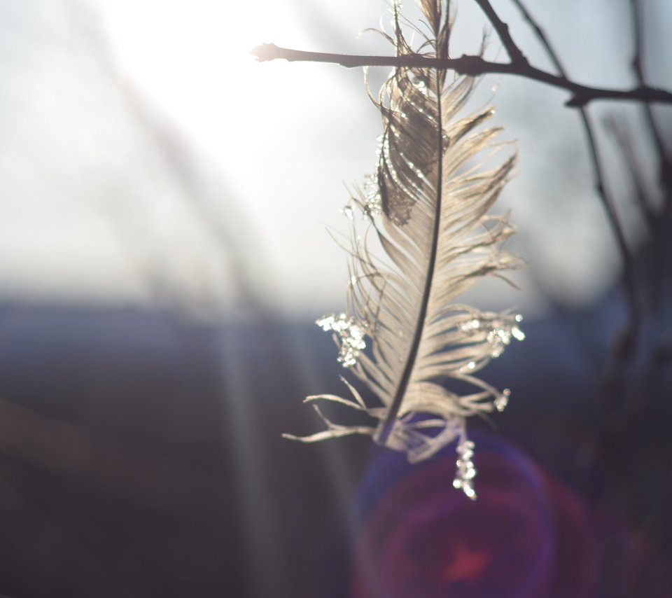 Обои природа, макро, ветки, перья, перо, nature, macro, branches, feathers, pen разрешение 3696x2448 Загрузить