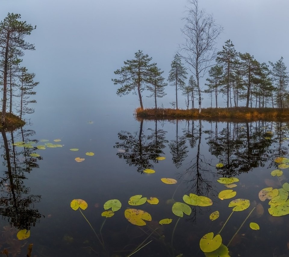 Обои трава, озеро, туман, рассвет, осень, сосны, кувшинки, октябрь, grass, lake, fog, dawn, autumn, pine, water lilies, october разрешение 1920x1080 Загрузить