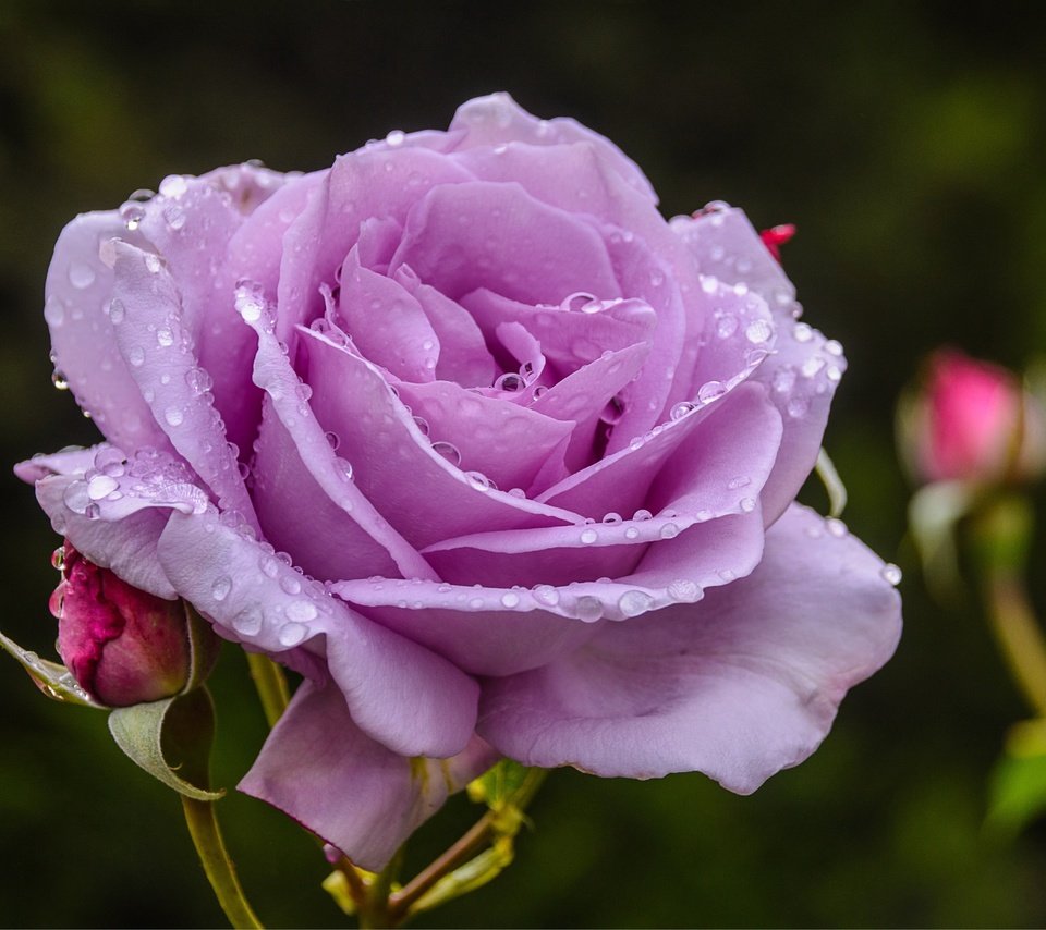 Обои макро, цветок, роза, лепестки, 3, macro, flower, rose, petals разрешение 5726x3726 Загрузить