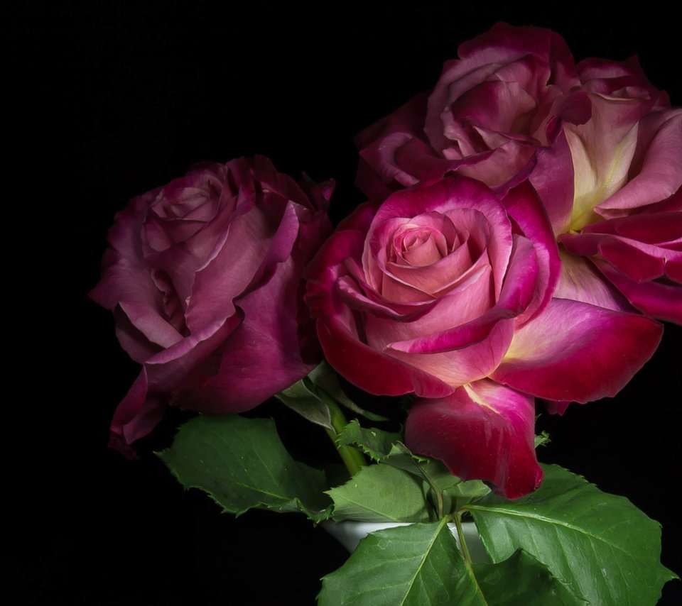 Обои цветы, бутоны, розы, лепестки, черный фон, flowers, buds, roses, petals, black background разрешение 3408x1917 Загрузить