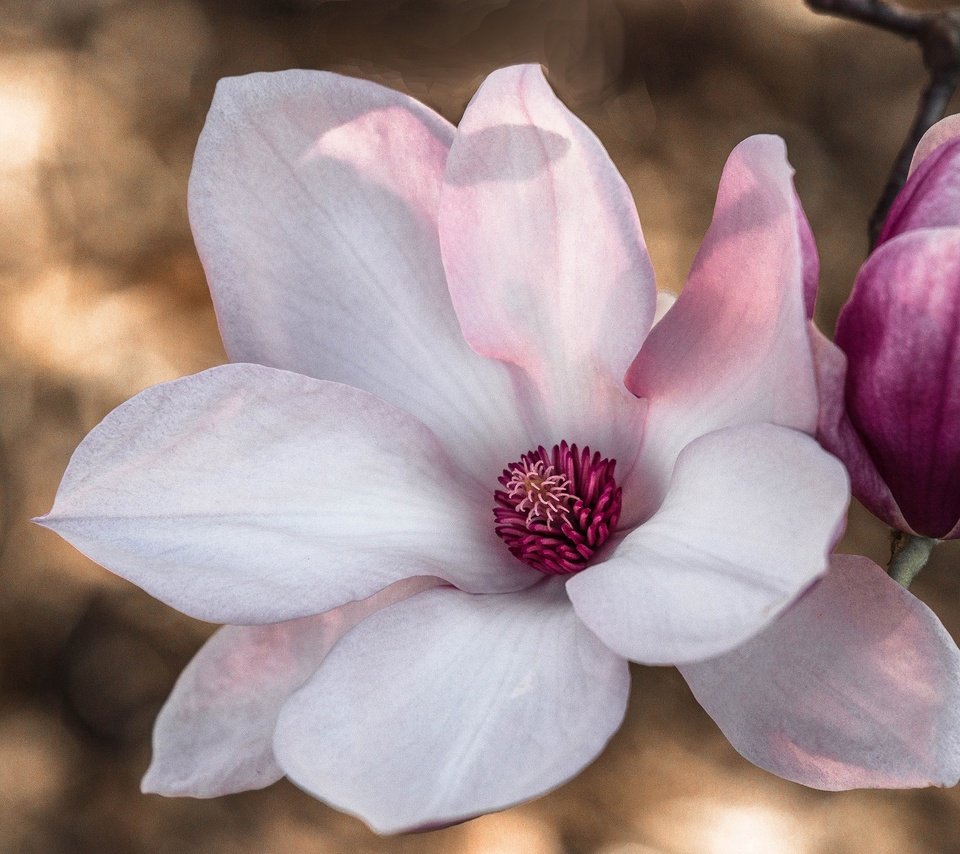 Обои макро, магнолия, macro, magnolia разрешение 2048x1327 Загрузить