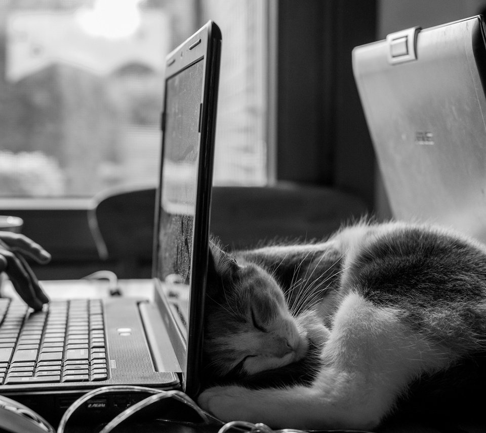 Обои кот, кошка, чёрно-белое, сон, котенок, руки, ноутбук, cat, black and white, sleep, kitty, hands, laptop разрешение 1920x1200 Загрузить