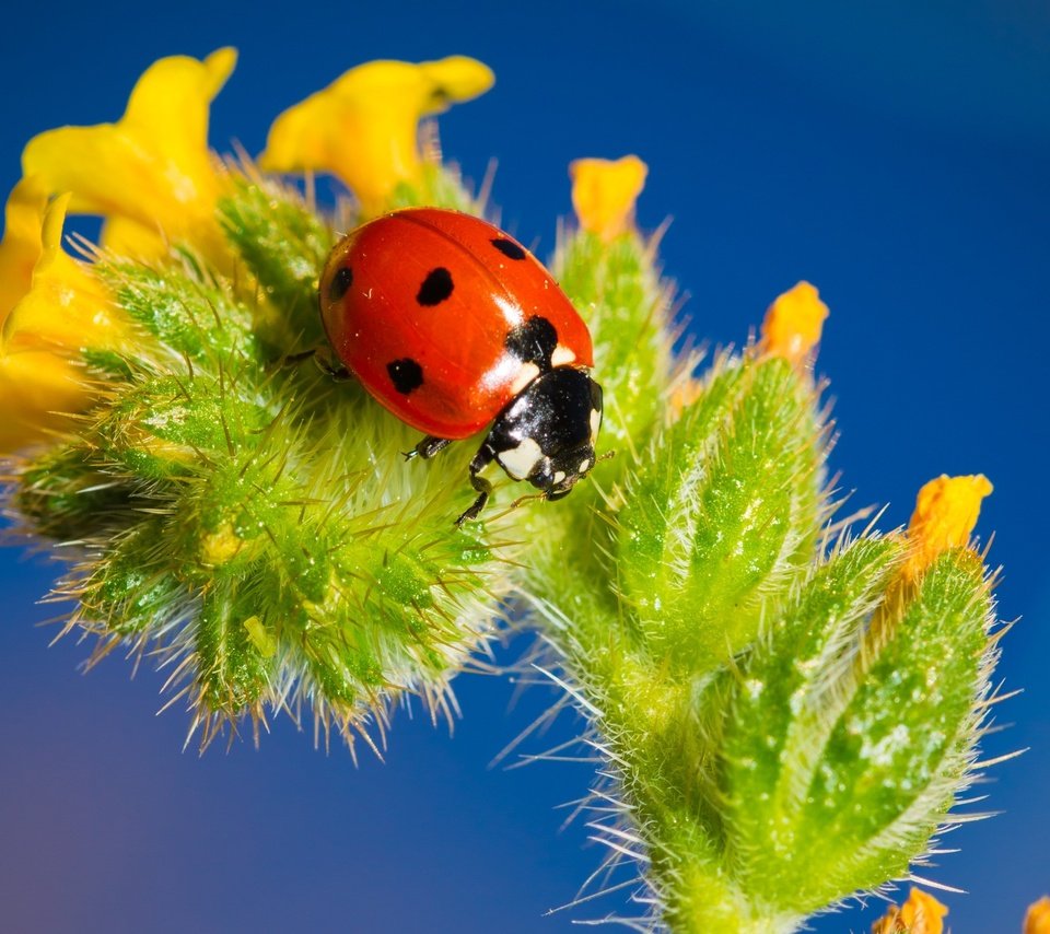 Обои насекомое, цветок, божья коровка, крупным планом, insect, flower, ladybug, closeup разрешение 3456x2368 Загрузить