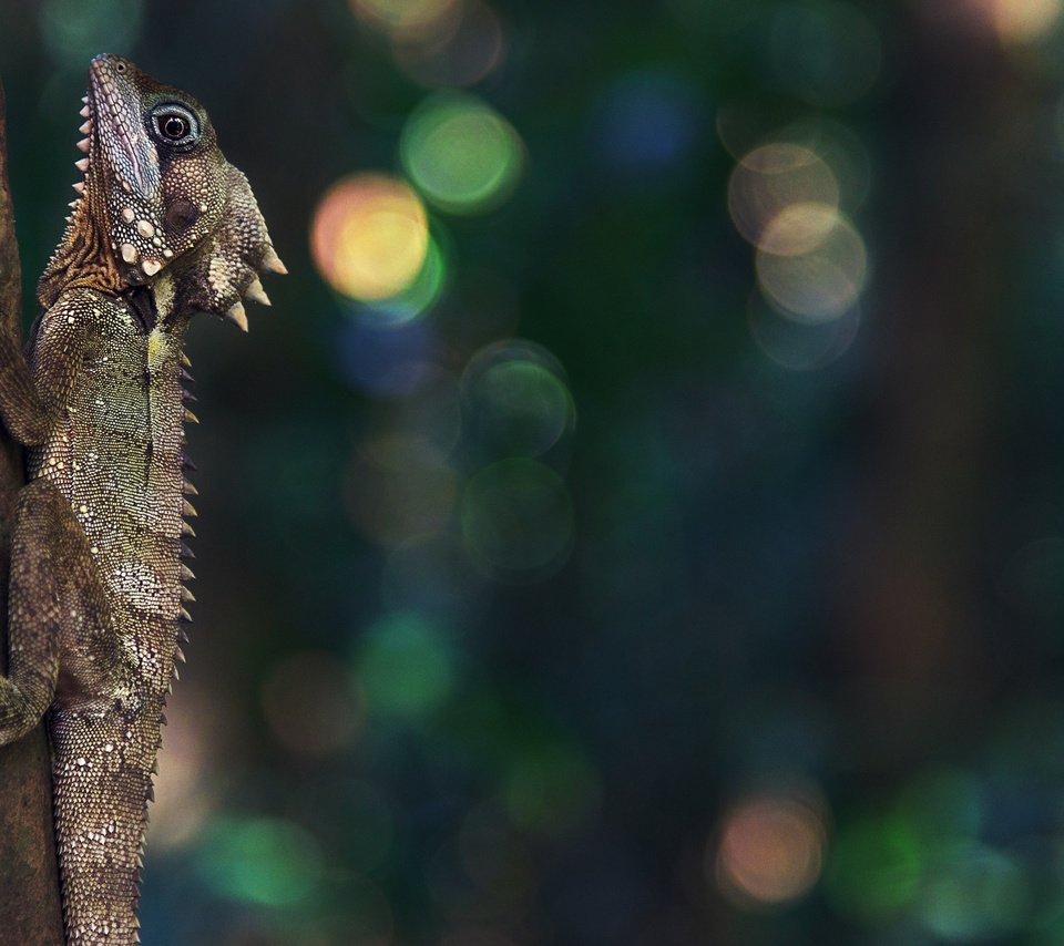 Обои природа, ящерица, рептилия, боке, nature, lizard, reptile, bokeh разрешение 3840x2160 Загрузить