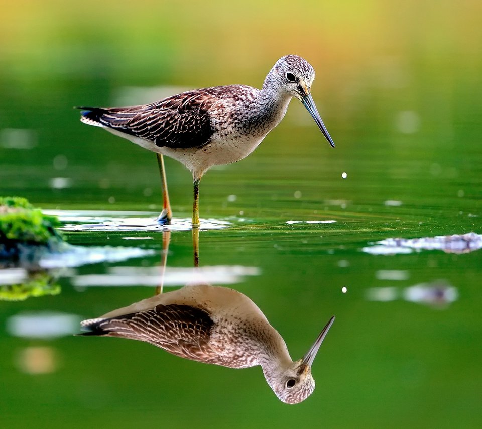 Обои вода, отражение, птица, клюв, перья, розмытость, бекас, улит, water, reflection, bird, beak, feathers, razmytost, snipe разрешение 1920x1280 Загрузить