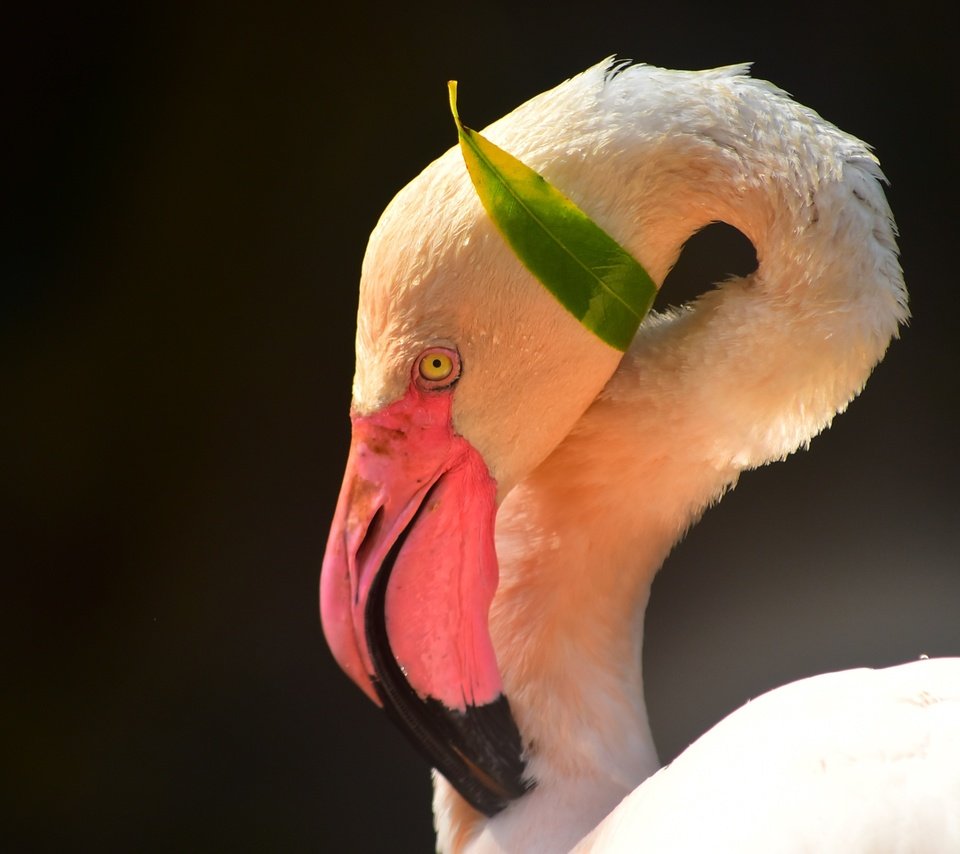 Обои морда, фламинго, птица, клюв, черный фон, шея, face, flamingo, bird, beak, black background, neck разрешение 2944x2000 Загрузить