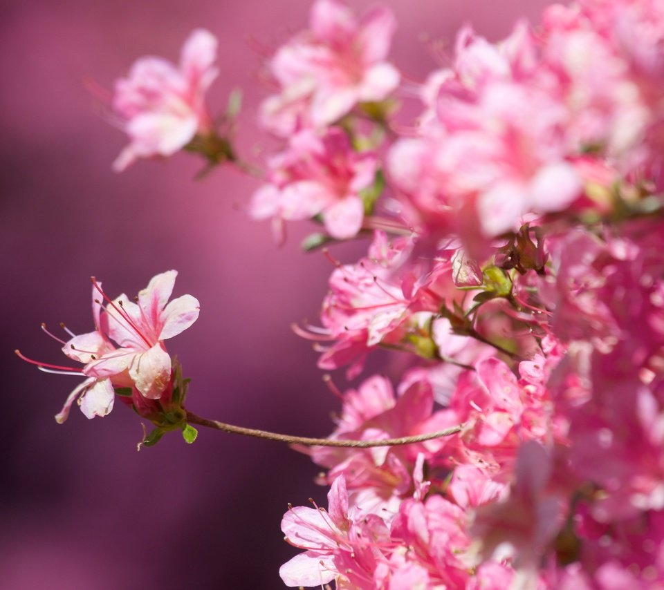 Обои цветение, макро, фон, весна, сакура, розовые цветы, крупный план, flowering, macro, background, spring, sakura, pink flowers, close-up разрешение 5472x3648 Загрузить