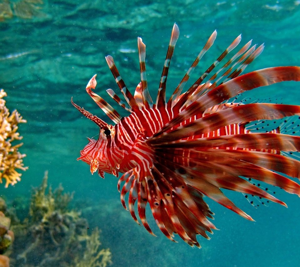 Обои кораллы, рыба, подводный мир, крылатка, рыба лев, крылатка-зебра, corals, fish, underwater world, lionfish, fish lion, lionfish-zebra разрешение 2560x1600 Загрузить