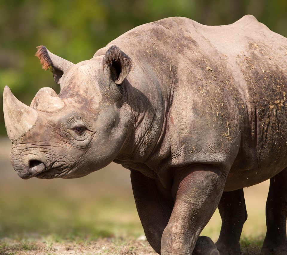 Обои поза, рога, носорог, pose, horns, rhino разрешение 5616x3744 Загрузить
