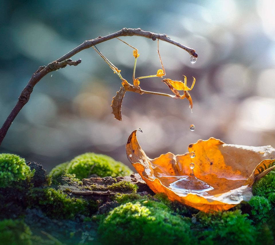 Обои вода, богомол, природа, боке, макро, roberto aldrovandi, насекомое, капли, лист, веточка, мох, water, mantis, nature, bokeh, macro, insect, drops, sheet, sprig, moss разрешение 1980x1321 Загрузить