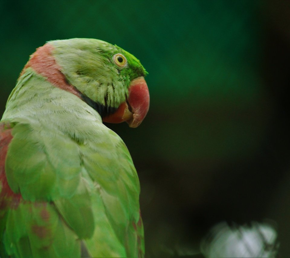 Обои птица, клюв, перья, попугай, кольчатый попугай, bird, beak, feathers, parrot, ringed parrot разрешение 5184x3456 Загрузить