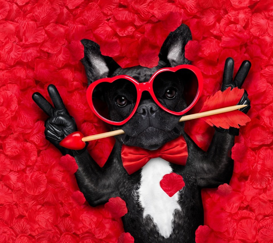 Обои мордочка, стрела, роза, юмор, лепестки, французский бульдог, взгляд, очки, собака, сердце, любовь, muzzle, arrow, rose, humor, petals, french bulldog, look, glasses, dog, heart, love разрешение 6000x4000 Загрузить