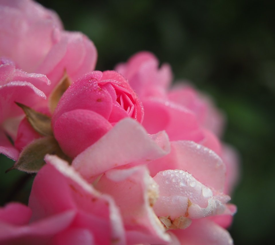 Обои цветы, розы, лепестки, розовые, капли воды, flowers, roses, petals, pink, water drops разрешение 4608x3456 Загрузить