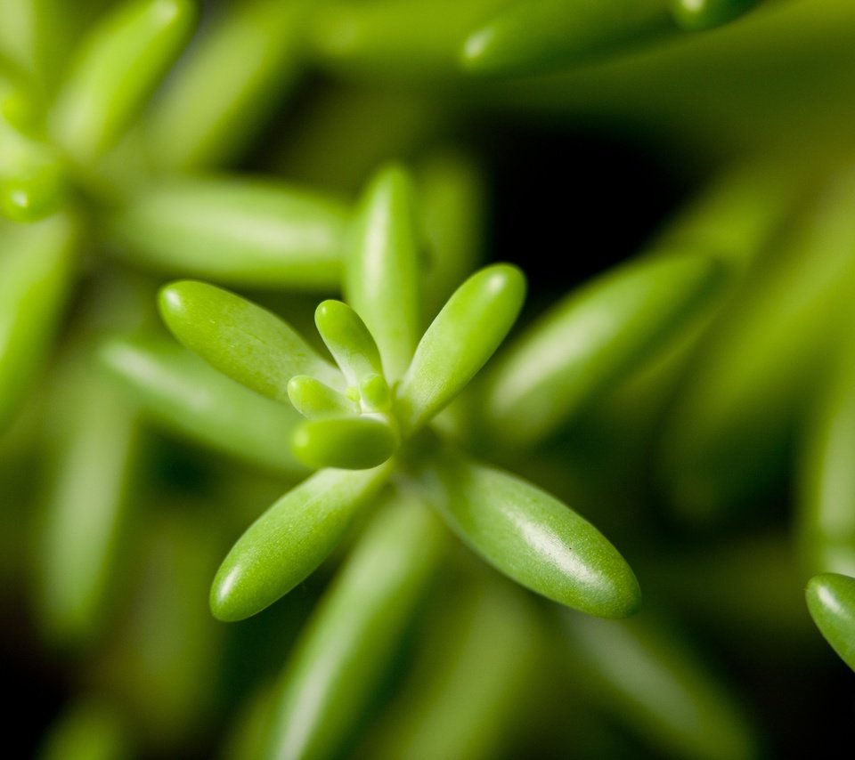 Обои растения, листья, крупным планом, plants, leaves, closeup разрешение 4368x2912 Загрузить