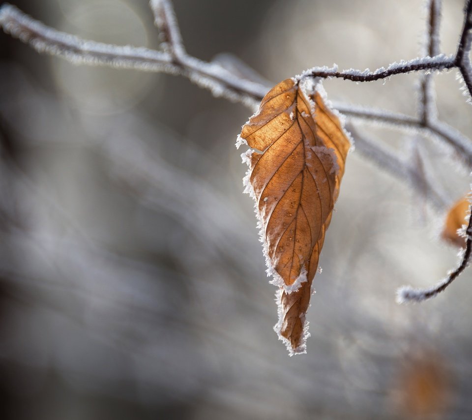 Обои ветка, природа, листья, иней, осень, размытость, branch, nature, leaves, frost, autumn, blur разрешение 6897x4214 Загрузить