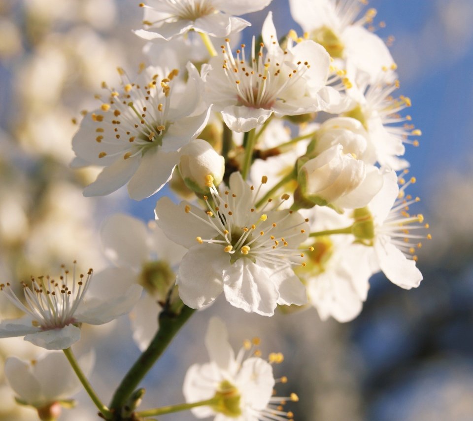 Обои ветка, цветение, весна, branch, flowering, spring разрешение 3840x2160 Загрузить