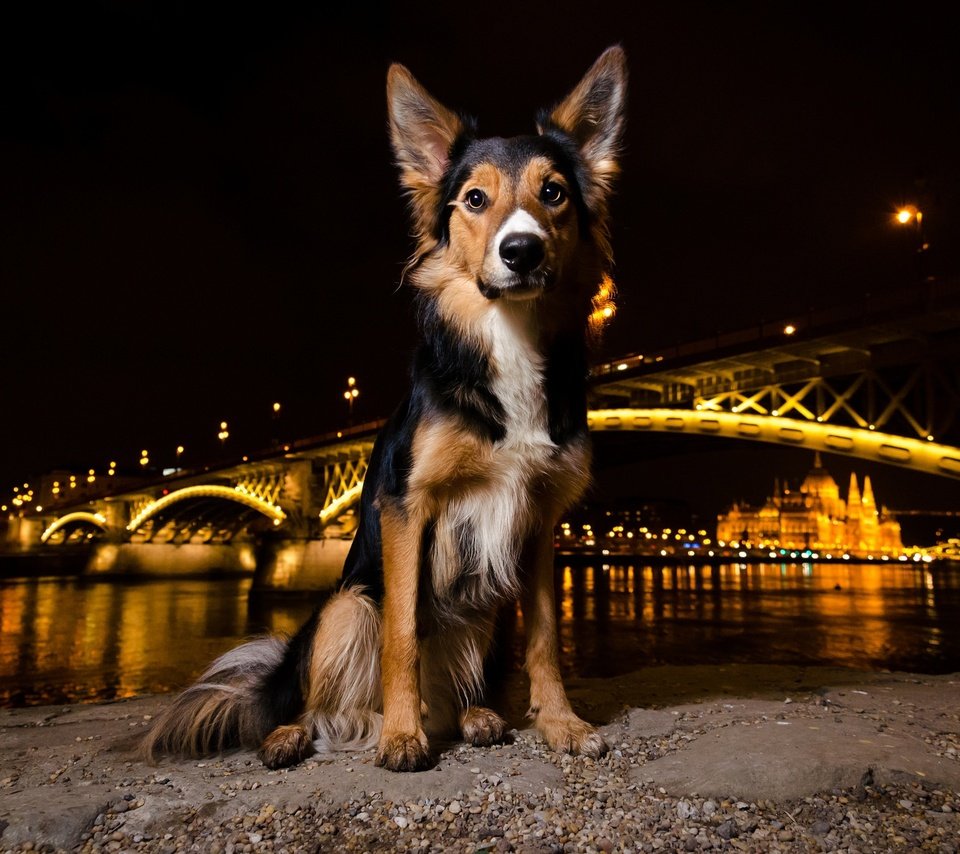 Обои ночь, огни, мордочка, мост, взгляд, собака, щенок, night, lights, muzzle, bridge, look, dog, puppy разрешение 2048x1289 Загрузить