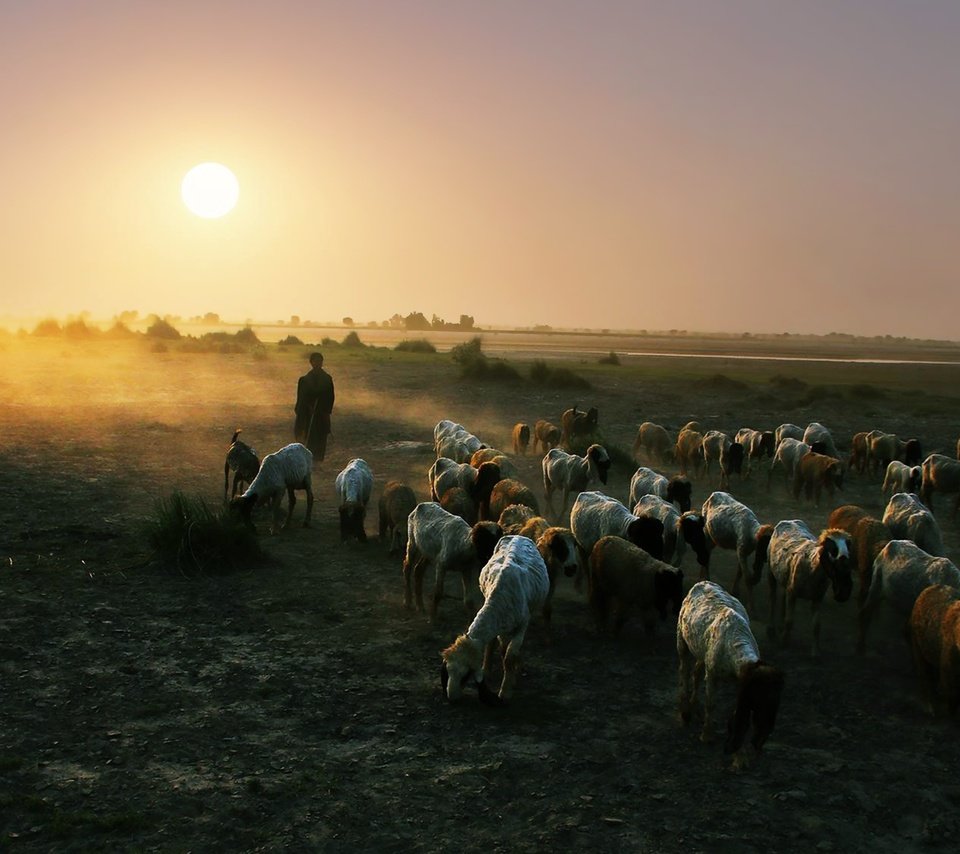 Обои природа, закат, пейзаж, овцы, пастух, отара, nature, sunset, landscape, sheep, shepherd разрешение 3840x2160 Загрузить