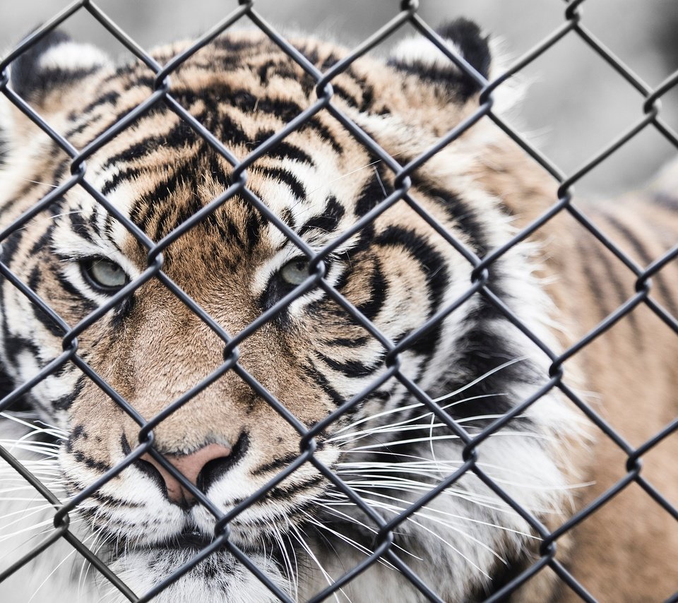 Обои тигр, морда, усы, взгляд, забор, сетка, хищник, зоопарк, tiger, face, mustache, look, the fence, mesh, predator, zoo разрешение 3840x2400 Загрузить