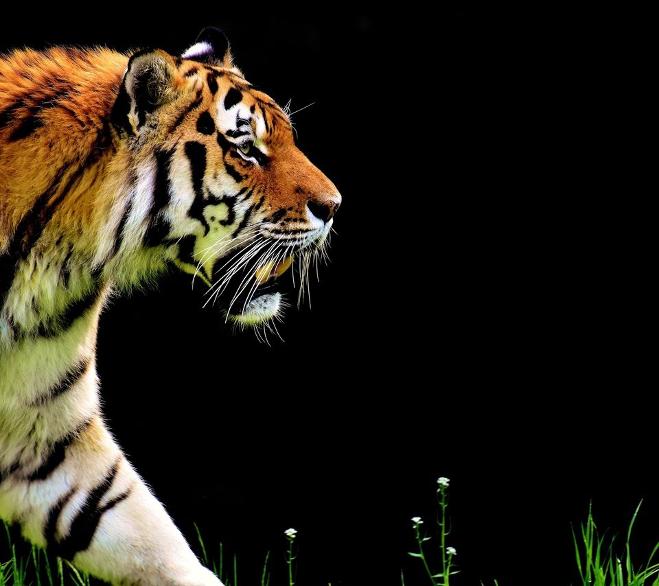 Обои тигр, морда, взгляд, хищник, профиль, черный фон, прогулка, дикая кошка, tiger, face, look, predator, profile, black background, walk, wild cat разрешение 3840x2400 Загрузить