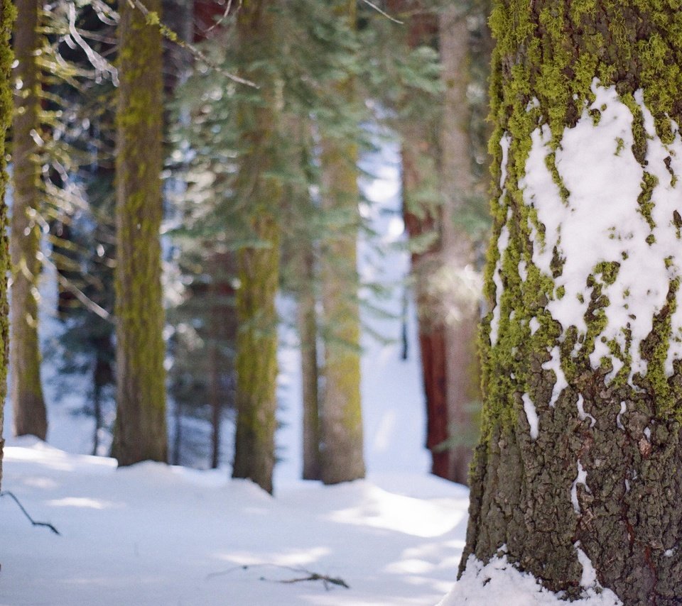 Обои деревья, снег, лес, зима, стволы, мох, кора, trees, snow, forest, winter, trunks, moss, bark разрешение 3089x2048 Загрузить