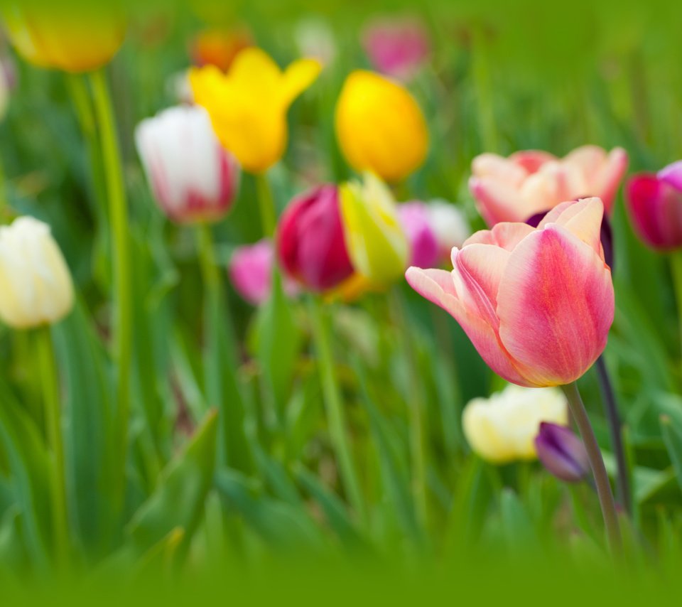 Обои цветы, бутоны, лепестки, весна, тюльпаны, flowers, buds, petals, spring, tulips разрешение 4256x2832 Загрузить