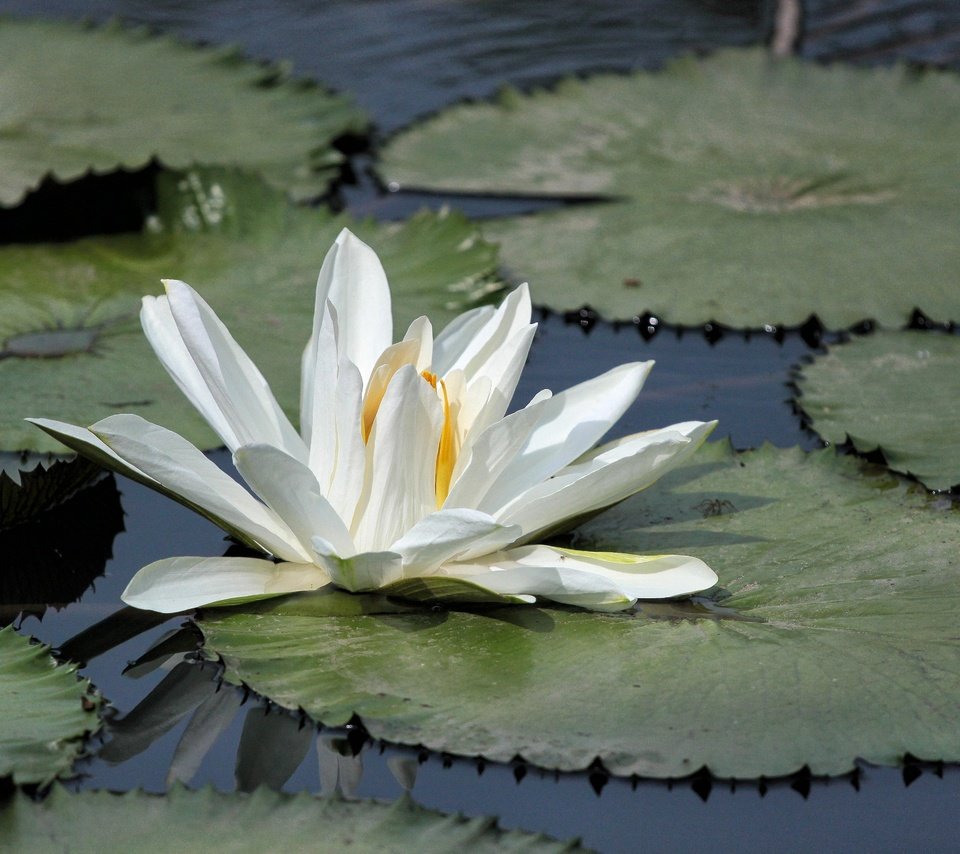 Обои озеро, листья, цветок, лепестки, кувшинка, водяная лилия, lake, leaves, flower, petals, lily, water lily разрешение 4752x3168 Загрузить