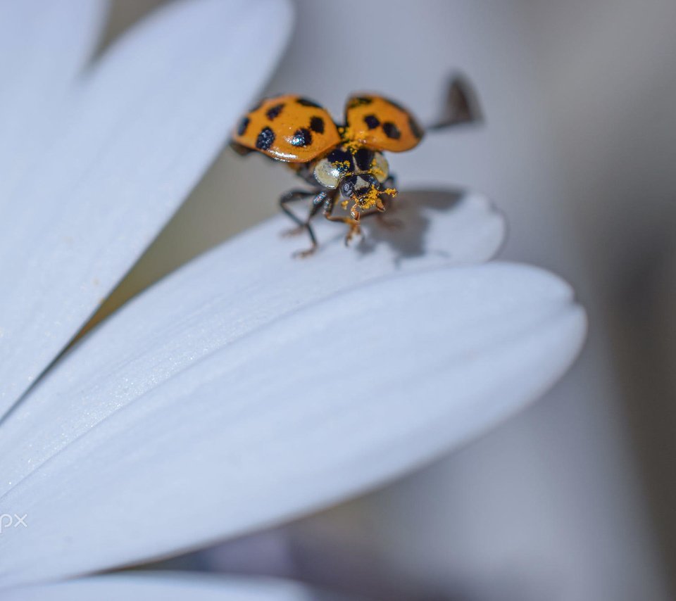 Обои жук, насекомое, цветок, лепестки, божья коровка, гербера, aylin in the dropland, beetle, insect, flower, petals, ladybug, gerbera разрешение 2000x1333 Загрузить