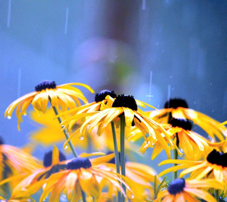 Обои цветы, лепестки, дождь, желтые, капли воды, рудбекия, flowers, petals, rain, yellow, water drops, rudbeckia разрешение 4928x3264 Загрузить