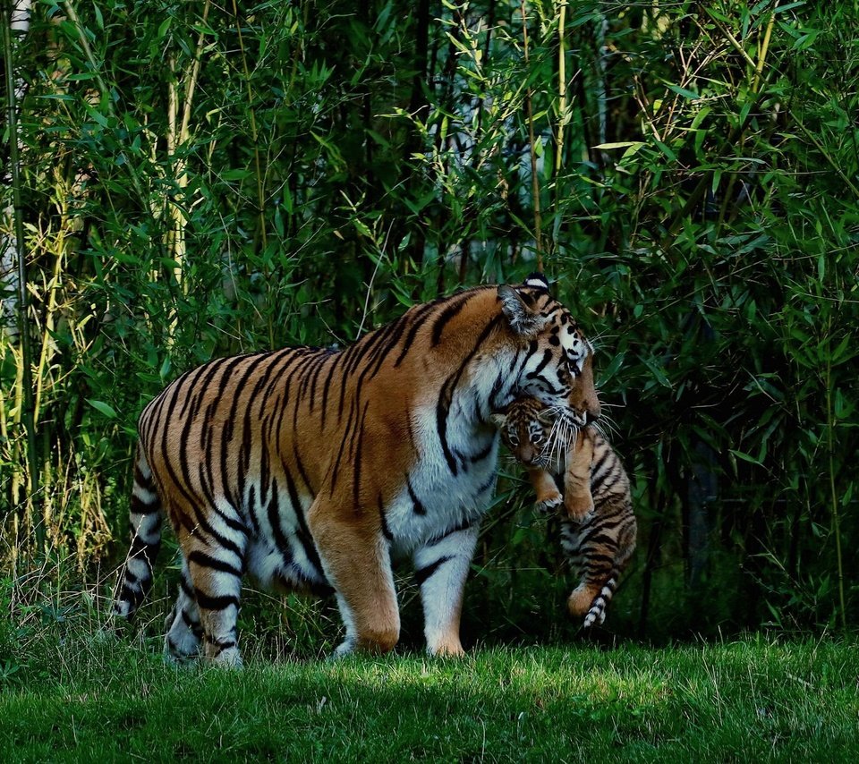 Обои хищник, большая кошка, тигренок, джунгли, тигрица, тигры, predator, big cat, tiger, jungle, tigress, tigers разрешение 1920x1280 Загрузить