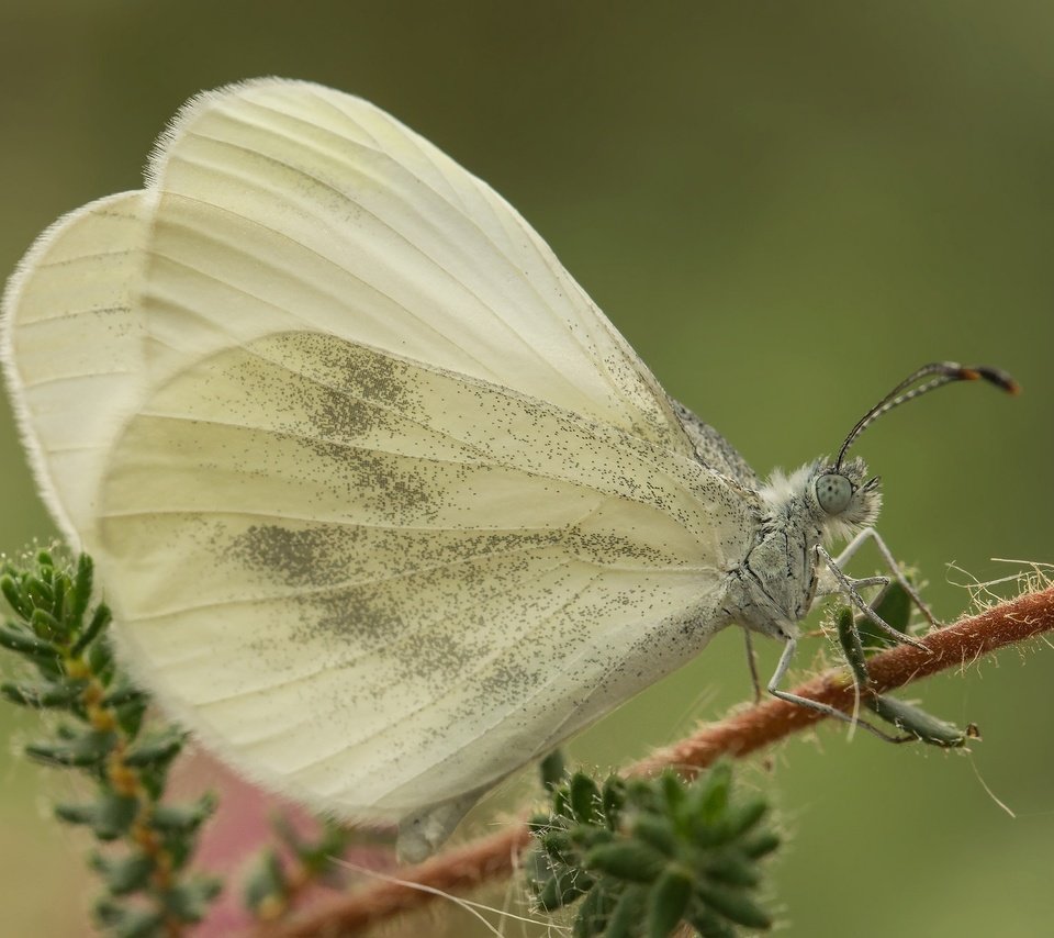 Обои макро, насекомое, бабочка, крылья, растение, белянка, macro, insect, butterfly, wings, plant, belyanka разрешение 2048x1365 Загрузить