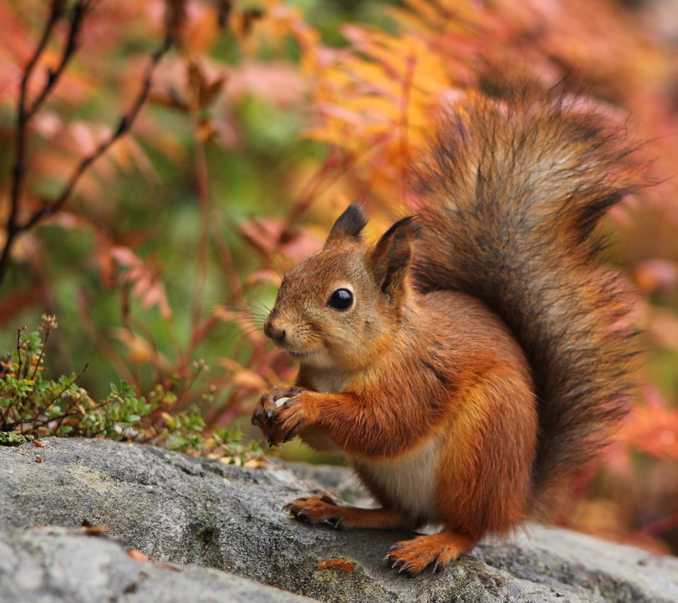 Обои природа, осень, ушки, белка, хвост, белочка, nature, autumn, ears, protein, tail, squirrel разрешение 3500x2334 Загрузить