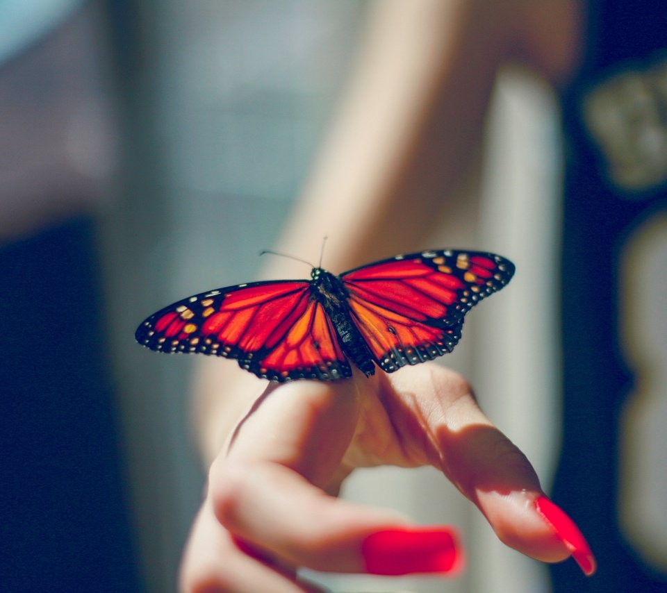 Обои рука, насекомое, бабочка, крылья, пальцы, маникюр, hand, insect, butterfly, wings, fingers, manicure разрешение 4368x2912 Загрузить