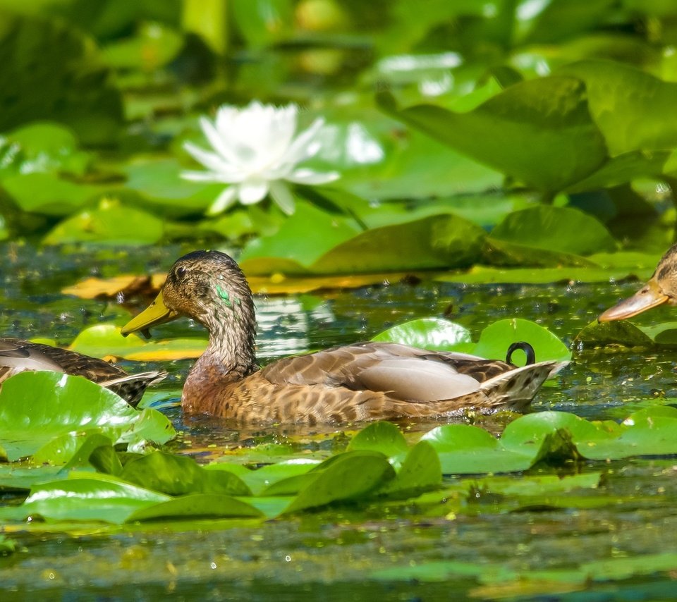 Обои цветы, кряква, вода, листья, птицы, пруд, лилии, утки, кувшинки, flowers, mallard, water, leaves, birds, pond, lily, duck, water lilies разрешение 2500x1100 Загрузить