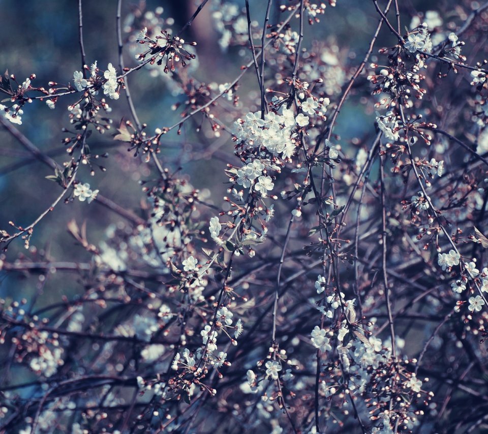 Обои дерево, цветение, ветки, весна, вишня, tree, flowering, branches, spring, cherry разрешение 6000x4000 Загрузить