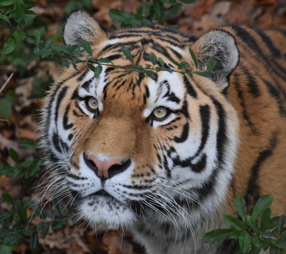 Обои тигр, морда, взгляд, хищник, дикая кошка, амурский тигр, tiger, face, look, predator, wild cat, the amur tiger разрешение 5116x3410 Загрузить