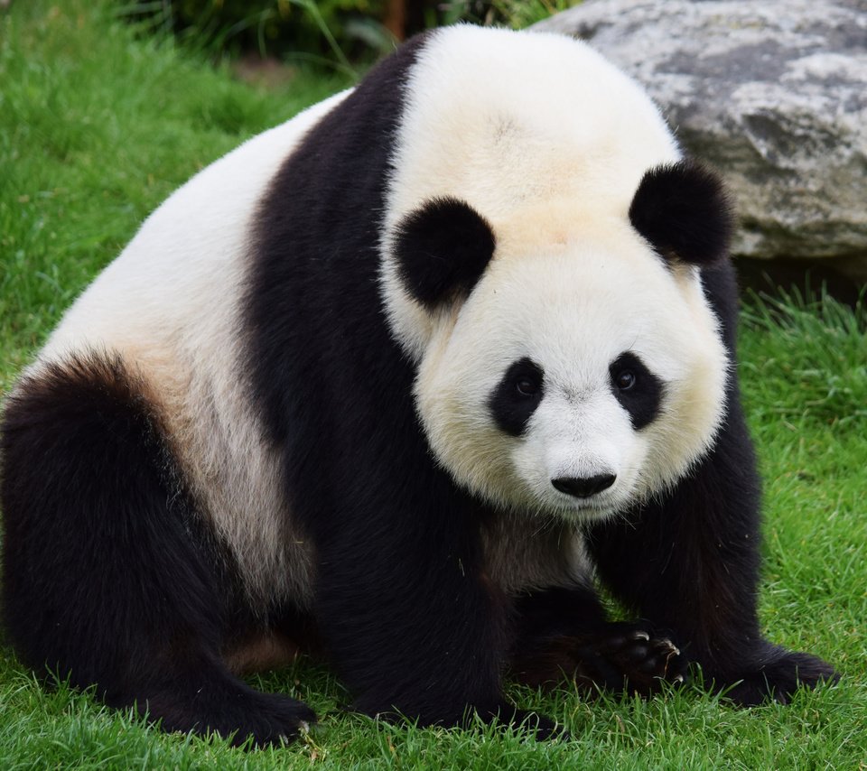 Обои морда, трава, взгляд, панда, бамбуковый медведь, большая панда, face, grass, look, panda, bamboo bear, the giant panda разрешение 4200x2800 Загрузить
