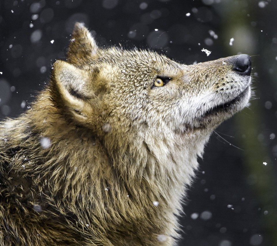 Обои снег, хищник, профиль, волк, желтые глаза, snow, predator, profile, wolf, yellow eyes разрешение 1920x1440 Загрузить