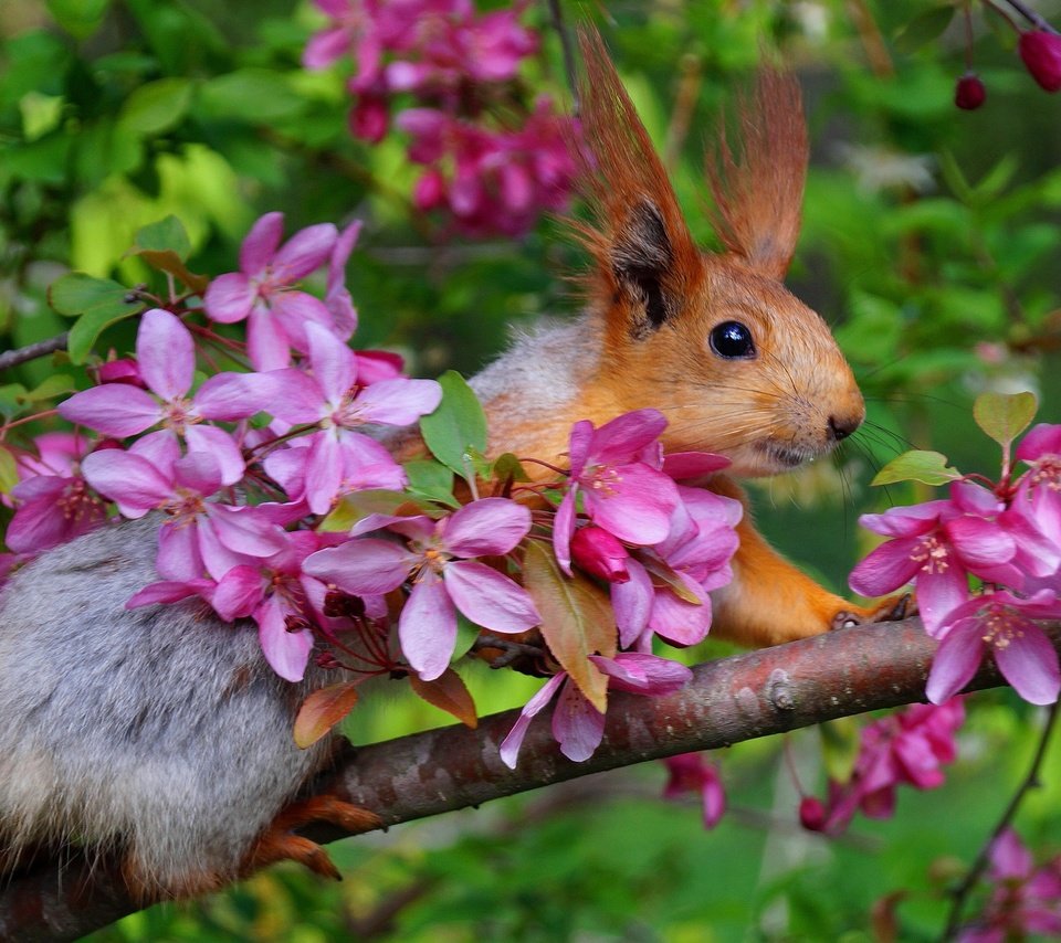 Обои ветка, цветение, весна, белка, яблоня, белочка, branch, flowering, spring, protein, apple, squirrel разрешение 2000x1331 Загрузить