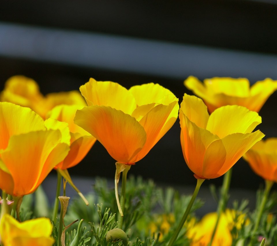 Обои цветы, лепестки, весна, эшшольция, калифорнийский мак, flowers, petals, spring, escholzia, california poppy разрешение 2136x1424 Загрузить