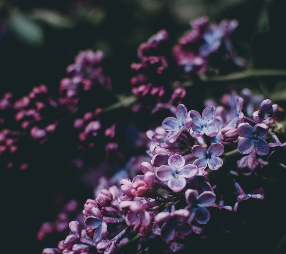 Обои ветка, цветение, весна, сирень, сирени, branch, flowering, spring, lilac разрешение 3000x1987 Загрузить