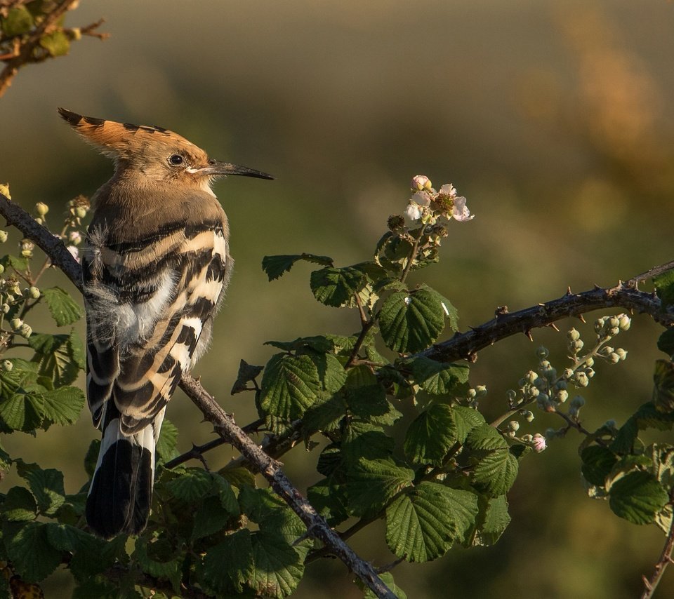 Обои ветки, птица, клюв, перья, удод, branches, bird, beak, feathers, hoopoe разрешение 2048x1365 Загрузить