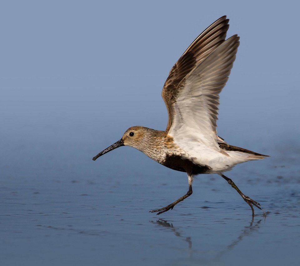 Обои вода, крылья, птица, клюв, чернозобик, water, wings, bird, beak, dunlin разрешение 2048x1152 Загрузить